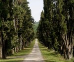 1-cypress alley_2